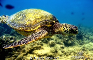 A honu glides by waiting his turn at the cleaning station by Rylan Stewart 